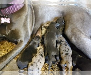 Great Dane Litter for sale in CUEVAS, MS, USA