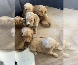 Goldendoodle (Miniature) Litter for sale in MARYVILLE, TN, USA