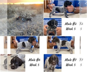 German Wirehaired Pointer Litter for sale in HAMMETT, ID, USA