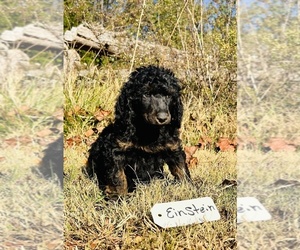 Poodle (Standard) Litter for sale in BOONVILLE, NC, USA