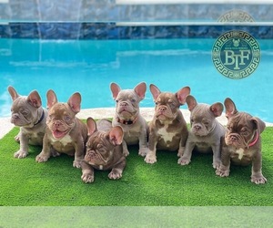 French Bulldog Litter for sale in BAYTOWN, TX, USA