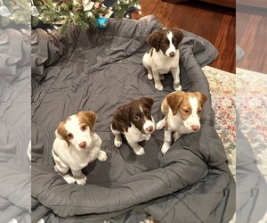 Brittany Litter for sale in RICHMOND, KY, USA