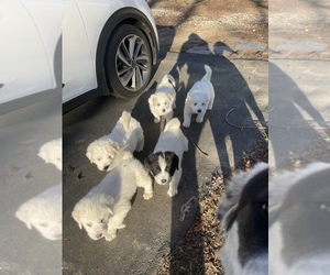 Great Pyrenees-Maremma Sheepdog Mix Litter for sale in MILLSTONE TWP, NJ, USA