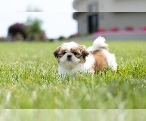 Shih Tzu Litter for sale in WARSAW, IN, USA