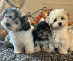 Maltipoo Litter for sale in QUEEN CITY, MO, USA
