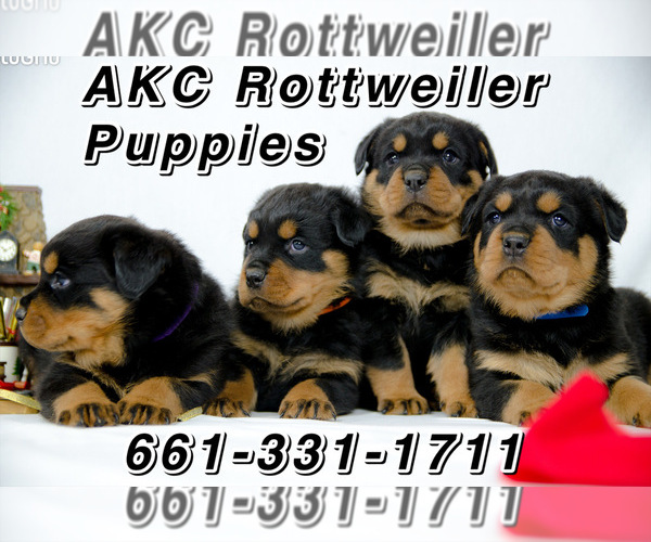 Medium Photo #1 Rottweiler Puppy For Sale in BAKERSFIELD, CA, USA