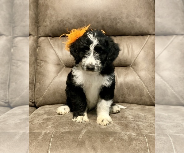 Medium Photo #1 Golden Mountain Doodle  Puppy For Sale in LIVINGSTON, TX, USA