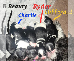 Havanese Litter for sale in CONROE, TX, USA