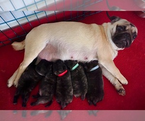 Pug Litter for sale in YELM, WA, USA