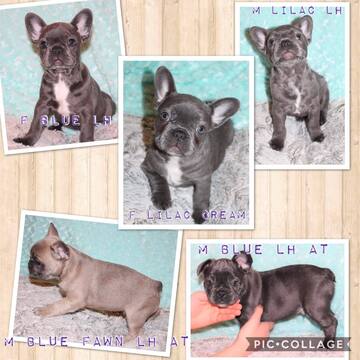 Medium Photo #1 French Bulldog Puppy For Sale in PITTSBURGH, PA, USA