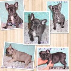 French Bulldog Litter for sale in PITTSBURGH, PA, USA
