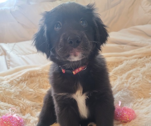 Medium Photo #1 Australian Retriever Puppy For Sale in DAYTON, OH, USA