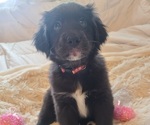 Small Photo #1 Australian Retriever Puppy For Sale in DAYTON, OH, USA