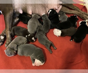 Olde English Bulldogge Litter for sale in NEW HAVEN, CT, USA
