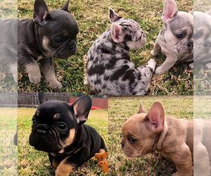 French Bulldog Litter for sale in NORCO, CA, USA