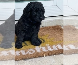 Aussiedoodle-Labradoodle Mix Litter for sale in SEMINOLE, FL, USA
