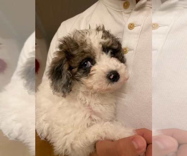 Medium Photo #1 Poochon Puppy For Sale in AUBURN, MA, USA