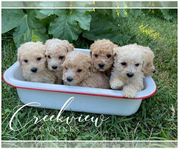 Medium Photo #1 Poochon Puppy For Sale in NIANGUA, MO, USA
