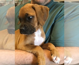 Boxer Litter for sale in COATSVILLE, MO, USA