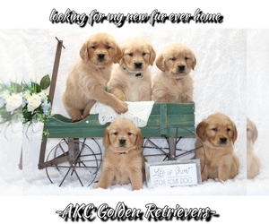 Golden Retriever Litter for sale in LOYAL, WI, USA