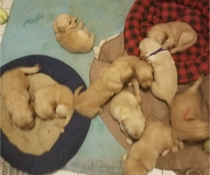 Golden Retriever Litter for sale in EVANSDALE, IA, USA