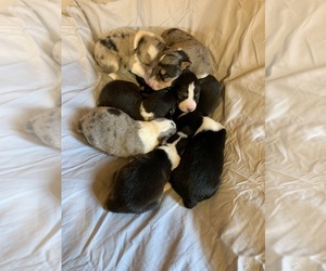 Mini Australian Shepterrier-Pembroke Welsh Corgi Mix Litter for sale in CASSVILLE, MO, USA