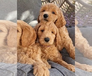 Goldendoodle Litter for sale in EL PASO, TX, USA
