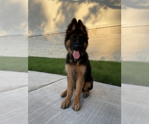 German Shepherd Dog Litter for sale in AUSTIN, TX, USA