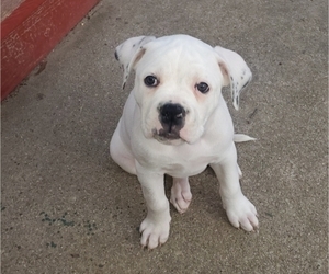 American Bulldog Litter for sale in HOPEWELL, VA, USA