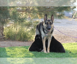 German Shepherd Dog Litter for sale in GRAND JUNCTION, CO, USA