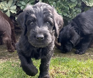 Labradoodle Litter for sale in ANAHEIM, CA, USA