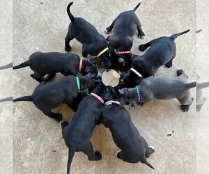 American Bully Litter for sale in LANCASTER, CA, USA