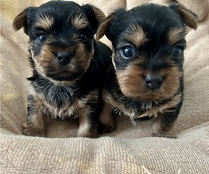 Yorkshire Terrier Litter for sale in WASHINGTON, MI, USA