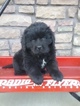 Small Photo #1 Newfoundland Puppy For Sale in MILLERSBURG, OH, USA