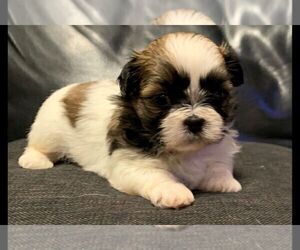Shih Tzu Litter for sale in BOONVILLE, IN, USA