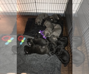 Cane Corso Litter for sale in PLATTSBURGH, NY, USA