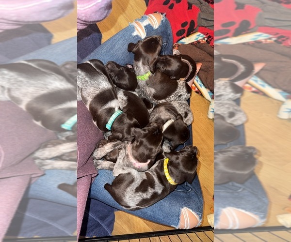 Medium Photo #1 German Shorthaired Pointer Puppy For Sale in ELNORA, IN, USA