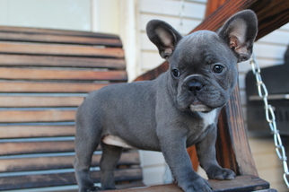 French Bulldog Litter for sale in DURANT, OK, USA