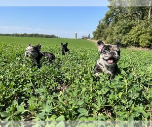 French Bulldog Litter for sale in FORT WAYNE, IN, USA