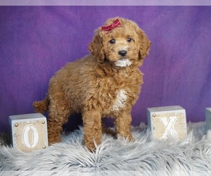 Goldendoodle (Miniature) Litter for sale in WARSAW, IN, USA