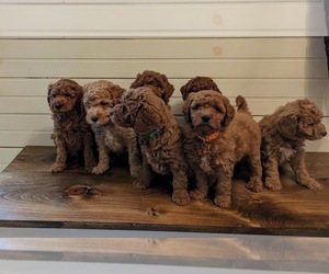 Goldendoodle (Miniature) Litter for sale in LOYSVILLE, PA, USA