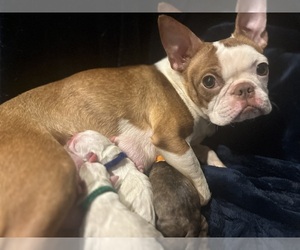 Boston Terrier Litter for sale in COLLINSVILLE, CT, USA