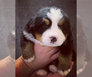 Bernese Mountain Dog Litter for sale in ERIE, CO, USA