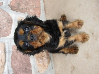 Cavalier King Charles Spaniel Litter for sale in MOHNTON, PA, USA