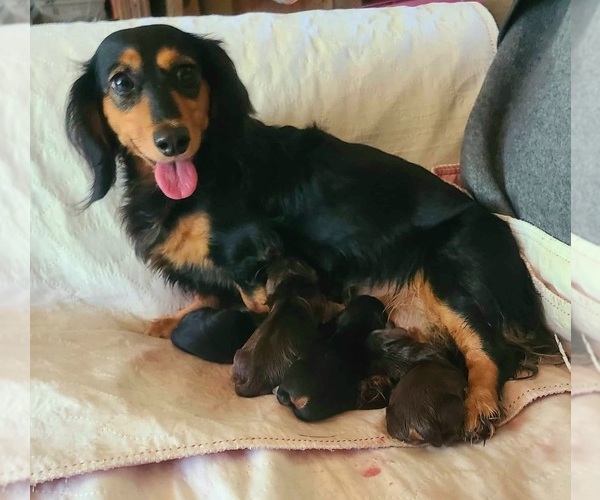 Medium Photo #1 Dachshund Puppy For Sale in TROY, PA, USA