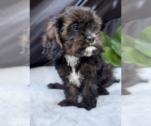 Cavalier King Charles Spaniel-Goldendoodle Mix Litter for sale in NILES, MI, USA
