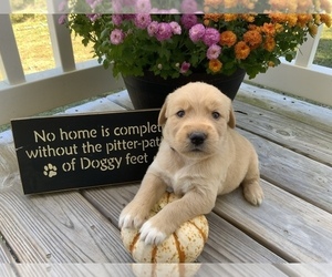 Goldendoodle Litter for sale in REIDSVILLE, NC, USA