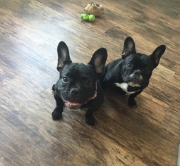 French Bulldog Litter for sale in MOUNT VERNON, WA, USA