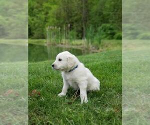 English Cream Golden Retriever Litter for sale in DUNDEE, OH, USA