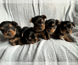 Yorkshire Terrier Litter for sale in JEFFERSON, TX, USA